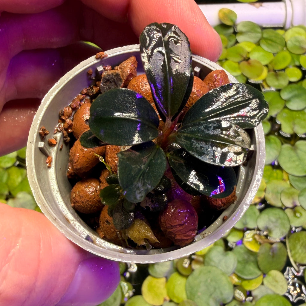 Bucephalandra Sp. 'Neo' (rare epiphyte plant)
