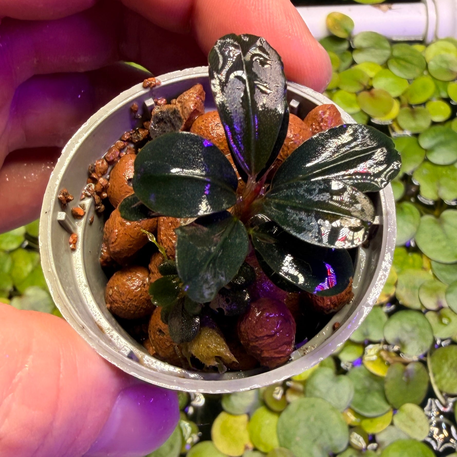 Bucephalandra Sp. 'Neo' (rare epiphyte plant)