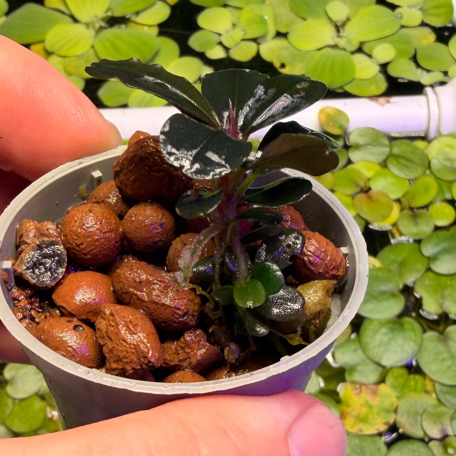 Bucephalandra Sp. 'Neo' (rare epiphyte plant)