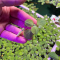 Dwarf/Nano Water Lettuce (Pistia stratiotes) x25 Plants