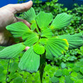 Jumbo/Giant Water Lettuce (Pistia stratiotes) x 3 Plants