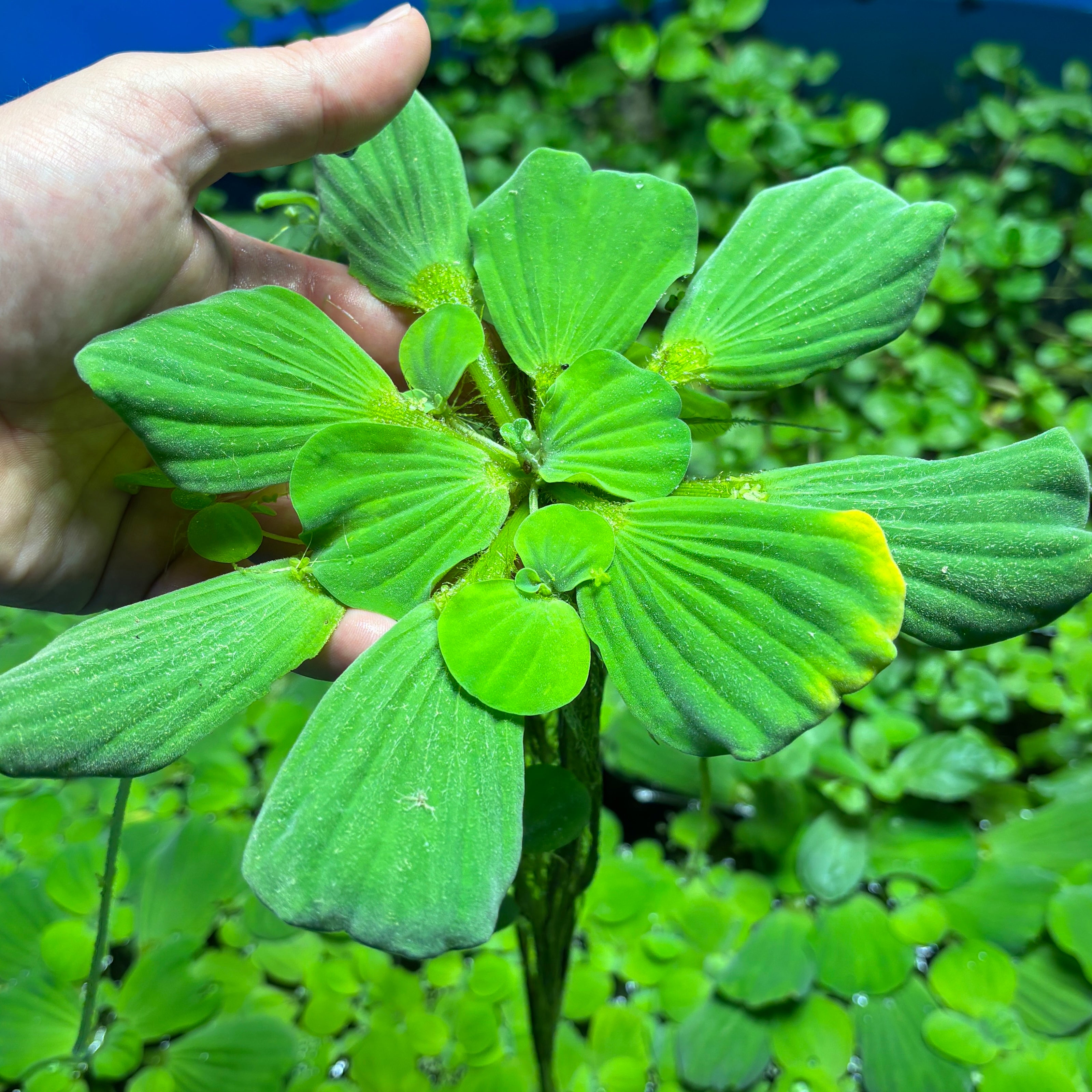 Jumbo/Giant Water Lettuce (Pistia stratiotes) x 3 Plants
