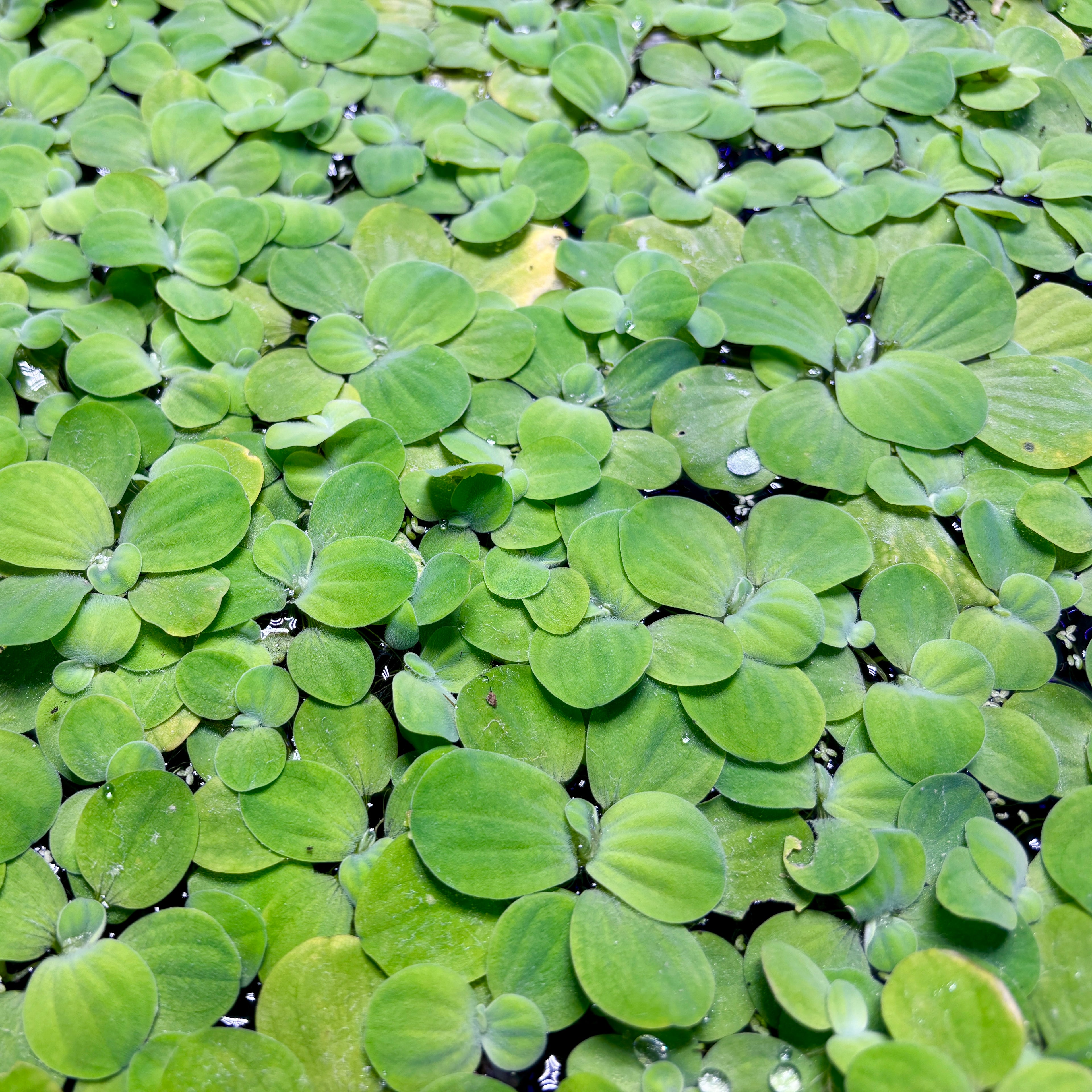 Jumbo/Giant Water Lettuce (Pistia stratiotes) x 12 Plants