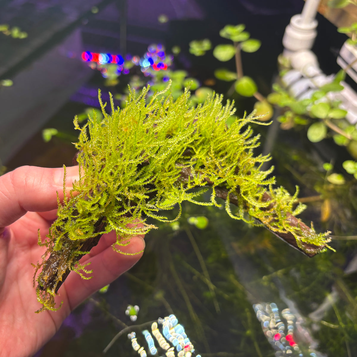 Weeping Moss Grown on Bog Wood (Vesicularia ferriei)