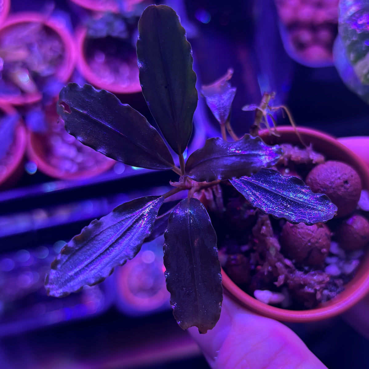 Bucephalandra 'metallic dark purple' (Bucephalandra sp. 'metallic dark purple') plant in small pot under grow lights.