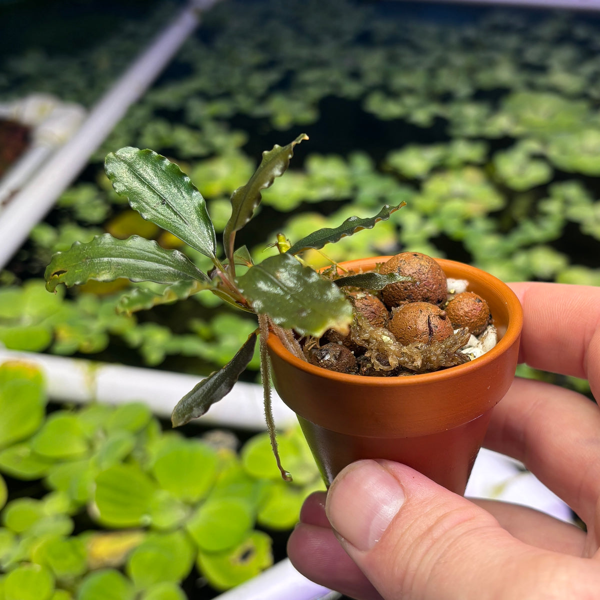 Bucephalandra 'metallic dark purple' (Bucephalandra sp. 'metallic dark purple') in a small pot with roots