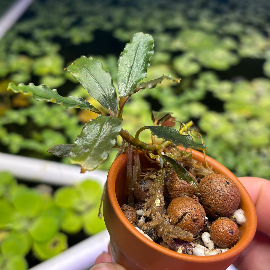 Bucephalandra 'metallic dark purple' (Bucephalandra sp. 'metallic dark purple') in a small pot with substrate.