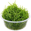 Java Moss (Taxiphyllum Barbieri) 20g Portion