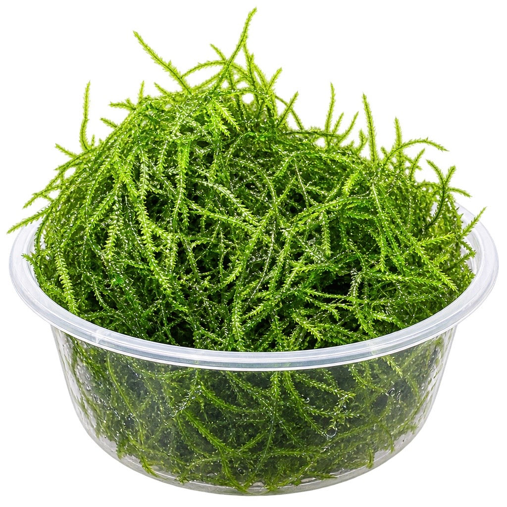 Java Moss (Taxiphyllum Barbieri) 20g Portion