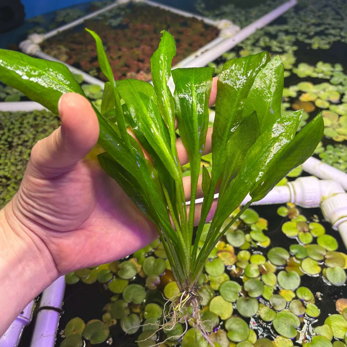 Amazon Sword (Echinodorus grisebachii 'Bleherae' / 'Bleheri') well rooted plant held in hand above water plants