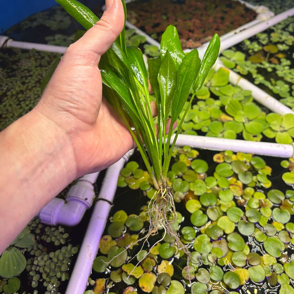 A hand holding a well-rooted Amazon Sword (Echinodorus grisebachii 'Bleherae' / 'Bleheri') plant above water.