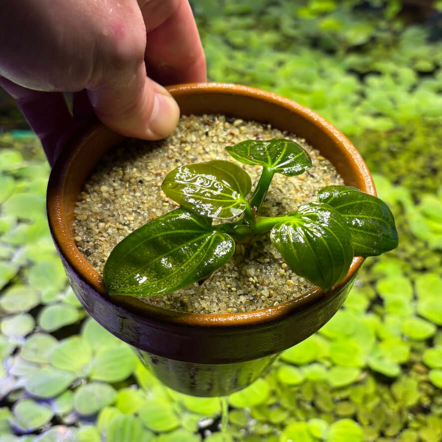Amazon Sword 'Iguazu 2009' (Echinodorus opacus 'Iguazu 2009') in a pot with sand substrate