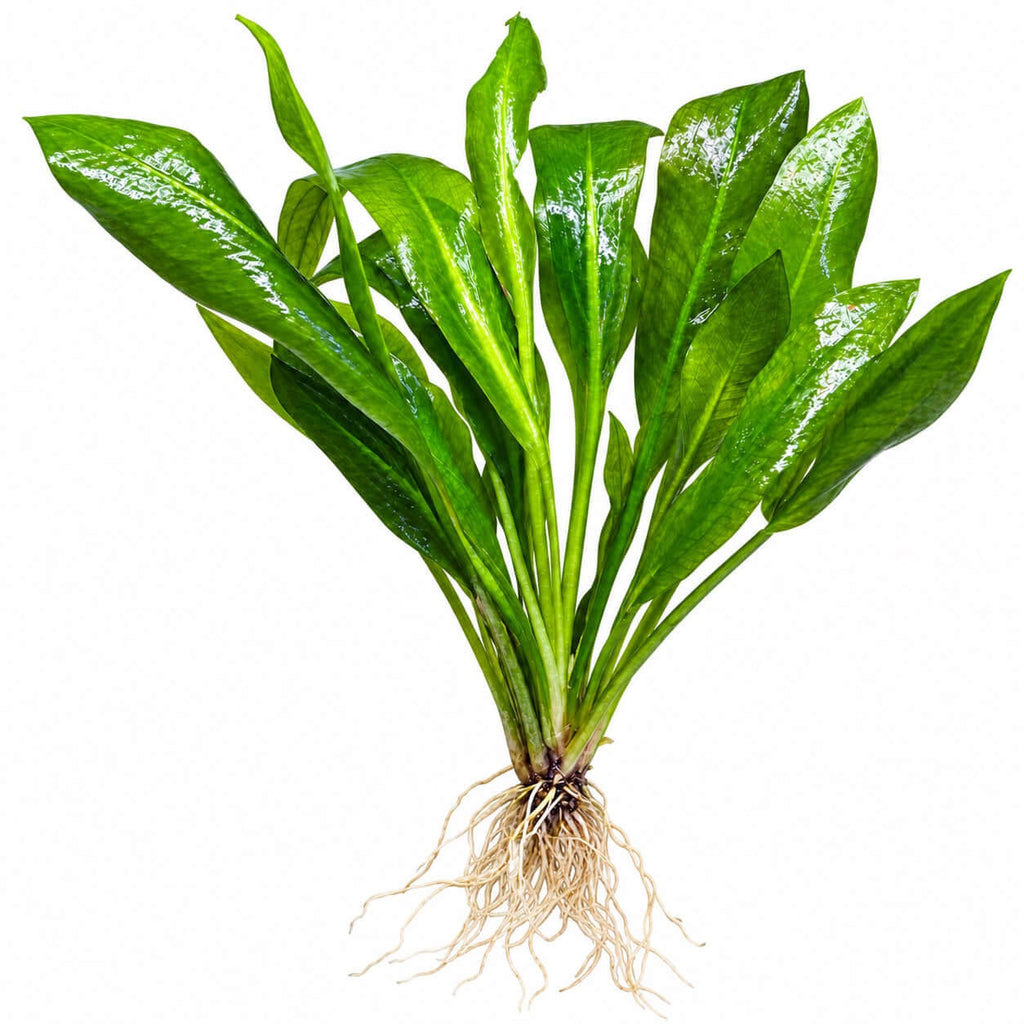Amazon Sword (Echinodorus grisebachii 'Bleherae' / 'Bleheri') well rooted plant with green leaves and roots.