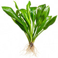 Amazon Sword (Echinodorus grisebachii 'Bleherae' / 'Bleheri') well rooted plant with green leaves and roots.