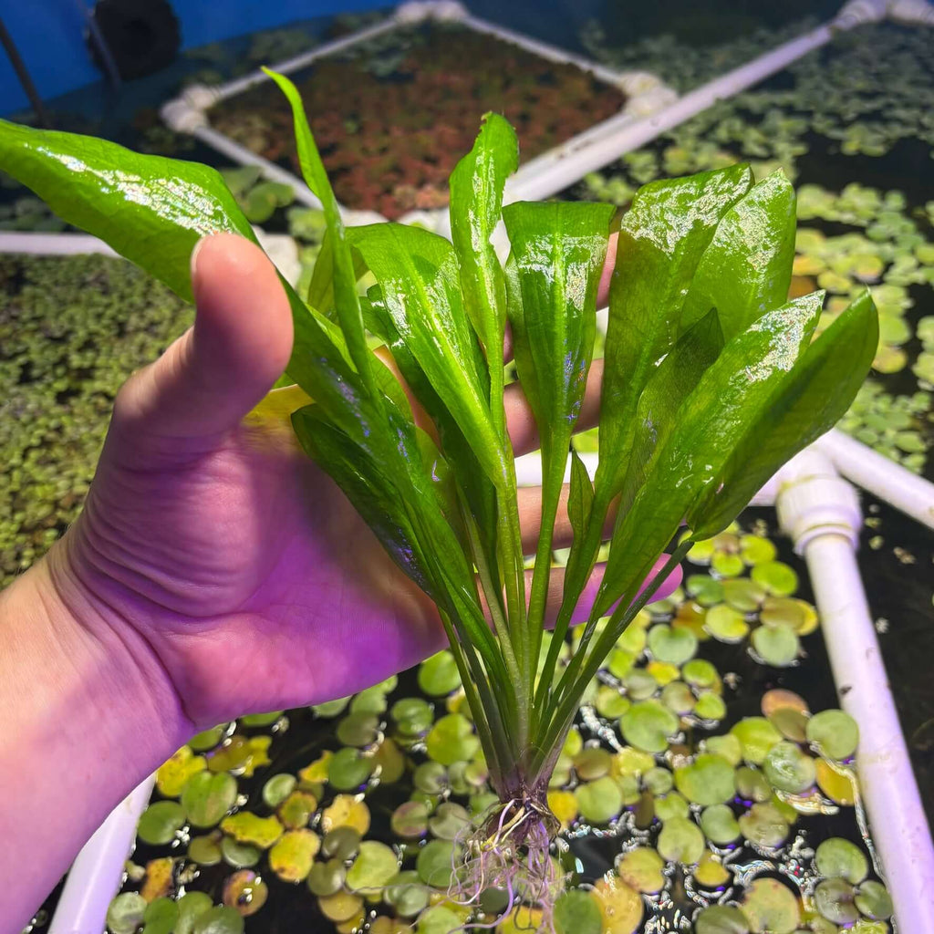 Amazon Sword (Echinodorus grisebachii 'Bleherae' / 'Bleheri') well rooted plant held above water.