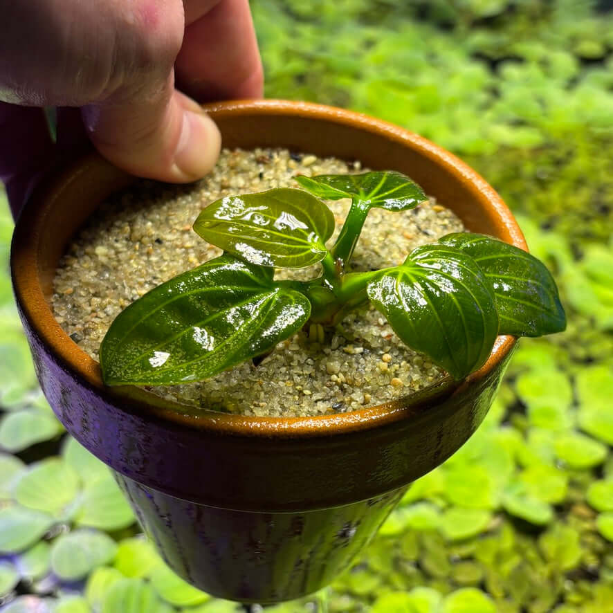 Amazon Sword 'Iguazu 2009' (Echinodorus opacus 'Iguazu 2009') in a pot with green leaves and sandy substrate.