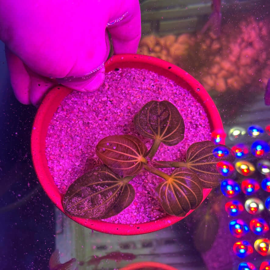 Amazon Sword 'Iguazu 2009' (Echinodorus opacus 'Iguazu 2009') in a pot with sand under LED light.