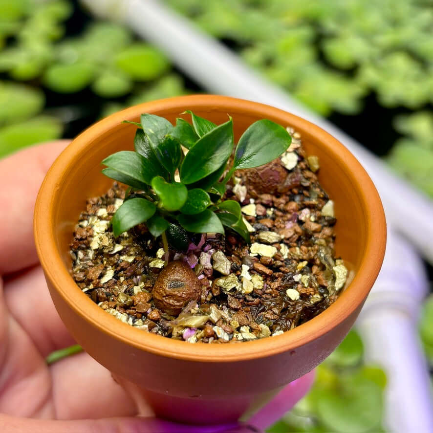 Anubias Chili Mini (Anubias barteri var. nana 'chili mini') in a small terracotta pot with dark green leaves.