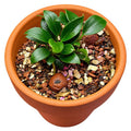 Anubias Chili Mini (Anubias barteri var. nana 'chili mini') in a terracotta pot with decorative stones.