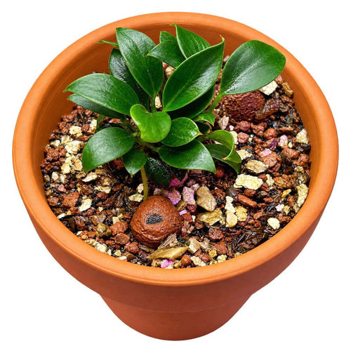 Anubias Chili Mini (Anubias barteri var. nana 'chili mini') in a terracotta pot with decorative stones.