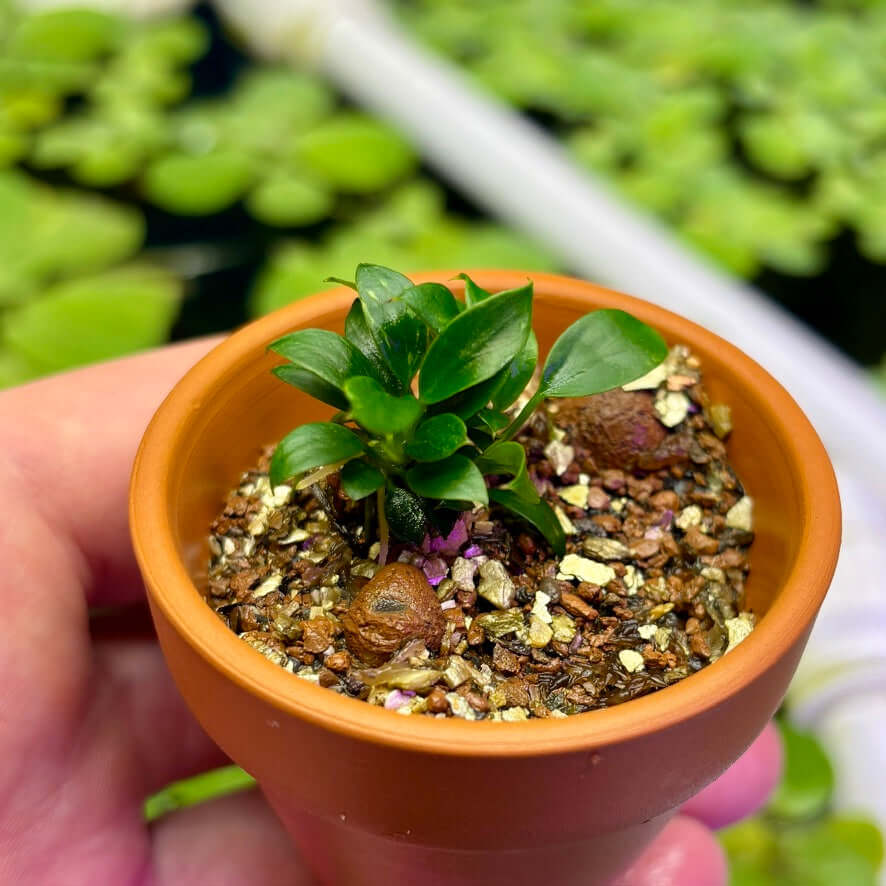 Anubias Chili Mini (Anubias barteri var. nana 'chili mini') in a small terracotta pot with dark green leaves.