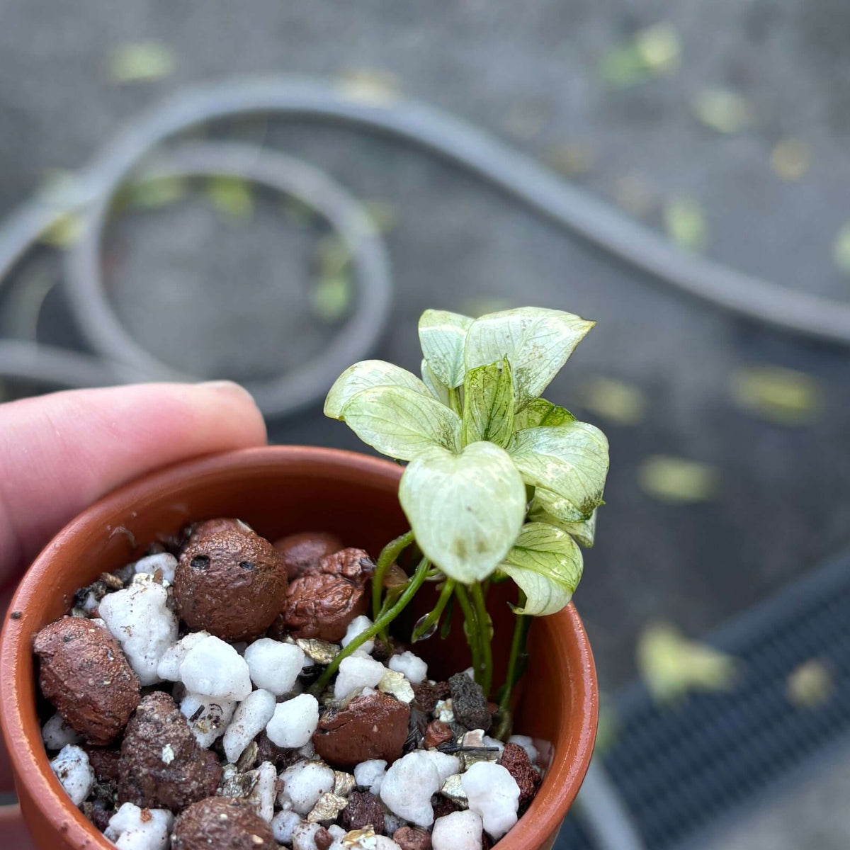 Anubias Ice (Anubias barteri var. nana 'ice/ice white') plant in a pot with light green leaves and nutrient-rich substrate.