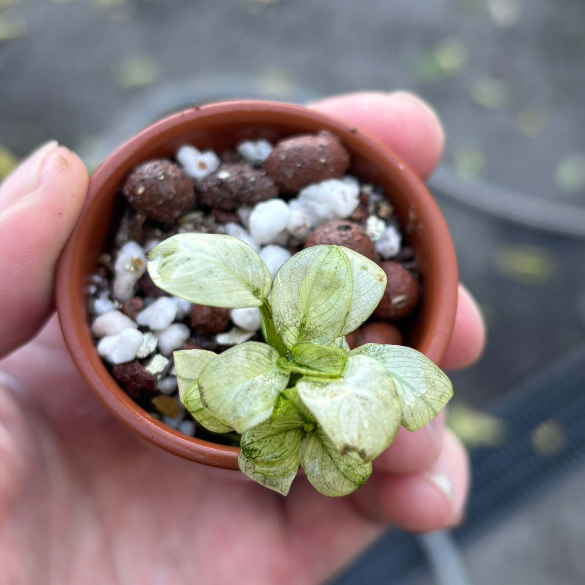 Close-up of Anubias Ice (Anubias barteri var. nana 'ice/ice white') growing in a pot with white and brown substrate.