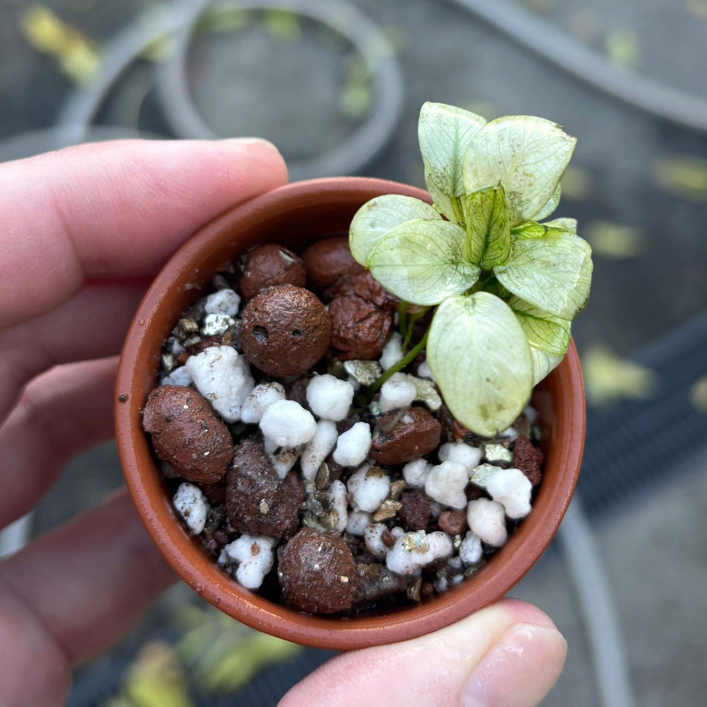 Anubias Ice (Anubias barteri var. nana 'ice/ice white') in a pot with light green leaves and pebbles.