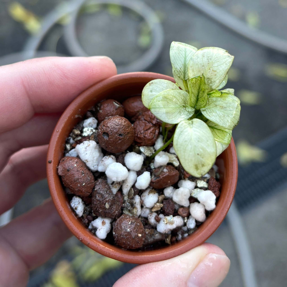 Anubias Ice (Anubias barteri var. nana 'ice/ice white') in a pot with light green leaves and pebbles.