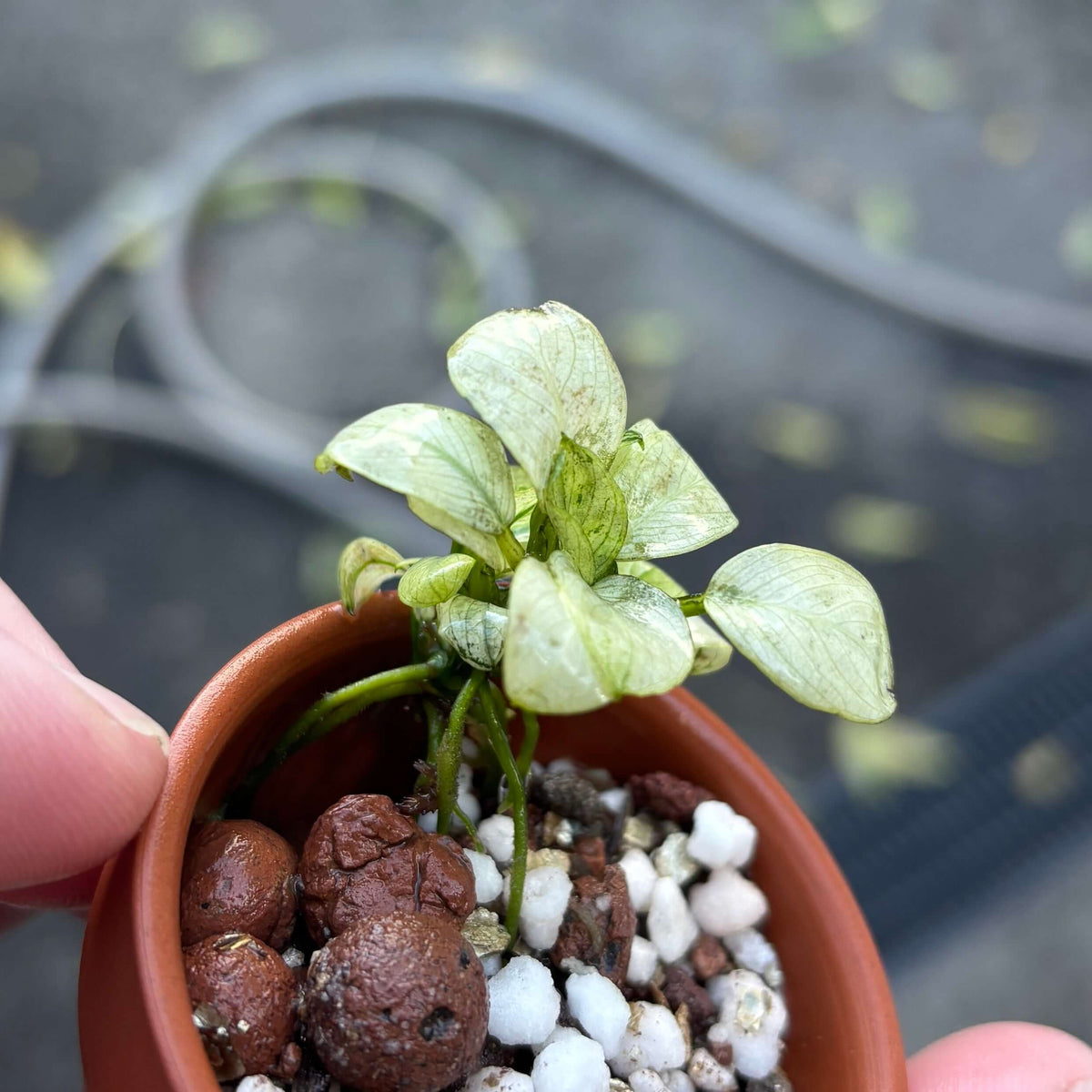 Anubias Ice (Anubias barteri var. nana 'ice/ice white') in a terracotta pot with light green leaves.