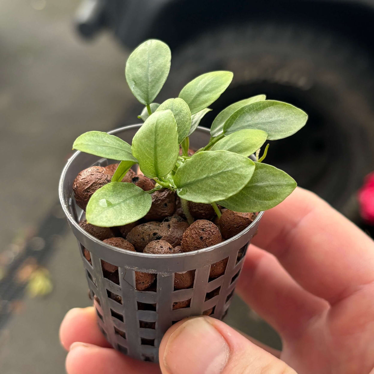 Anubias 'Jade' (Anubias barteri var. nana 'jade') in a planter showcasing healthy green leaves.