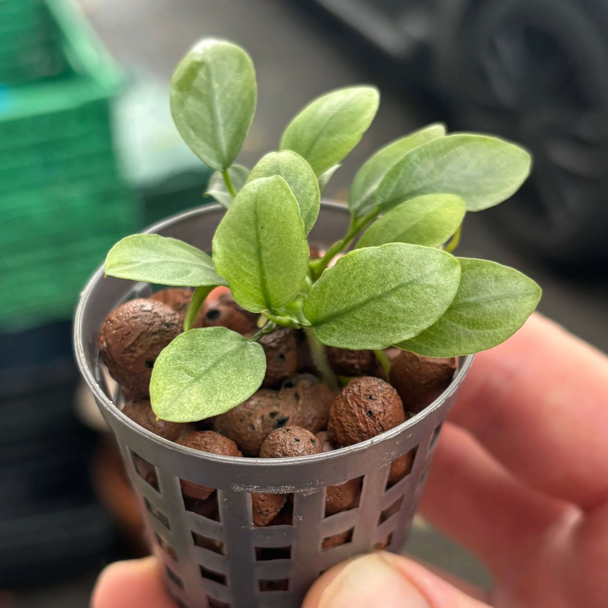Anubias 'Jade' (Anubias barteri var. nana 'jade') in a pot with healthy green leaves and clay balls.
