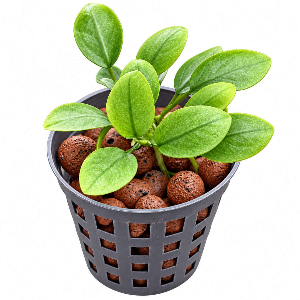 Anubias 'Jade' (Anubias barteri var. nana 'jade') plant in a pot with green leaves and brown pebbles.