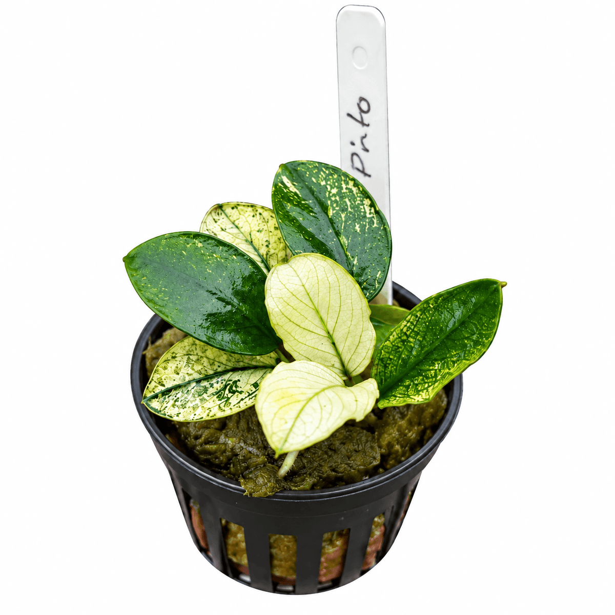 Anubias nana 'pinto' (Anubias barteri var. nana 'pinto') in a black pot with green and white leaves.