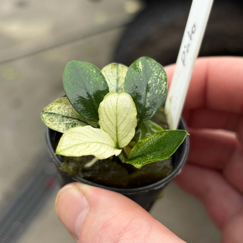 Anubias nana 'pinto' (Anubias barteri var. nana 'pinto') in a black pot with variegated green and cream leaves.