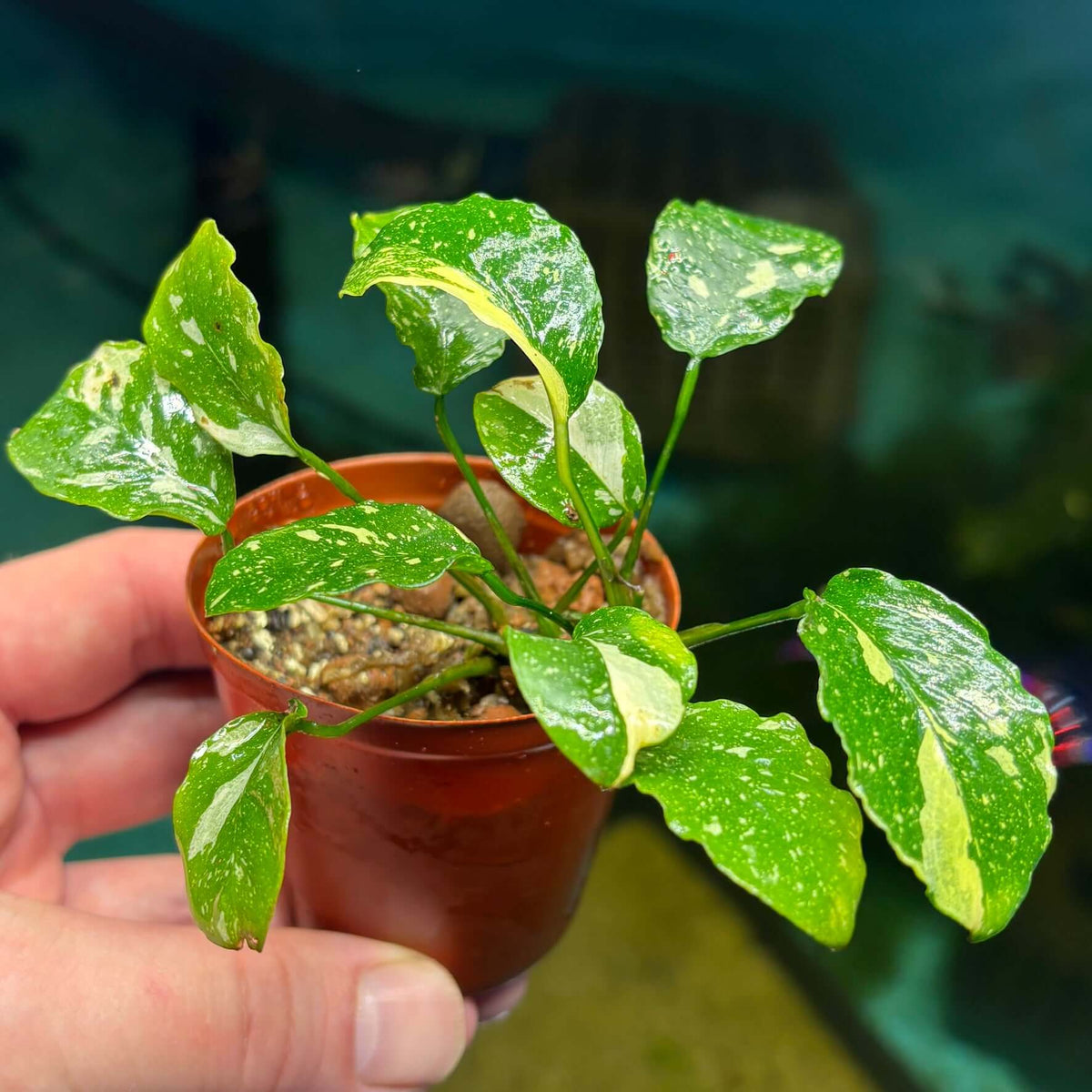 Anubias New Marble (Anubias barteri nana var. 'new marble') in a pot showcasing its unique variegation and stability.