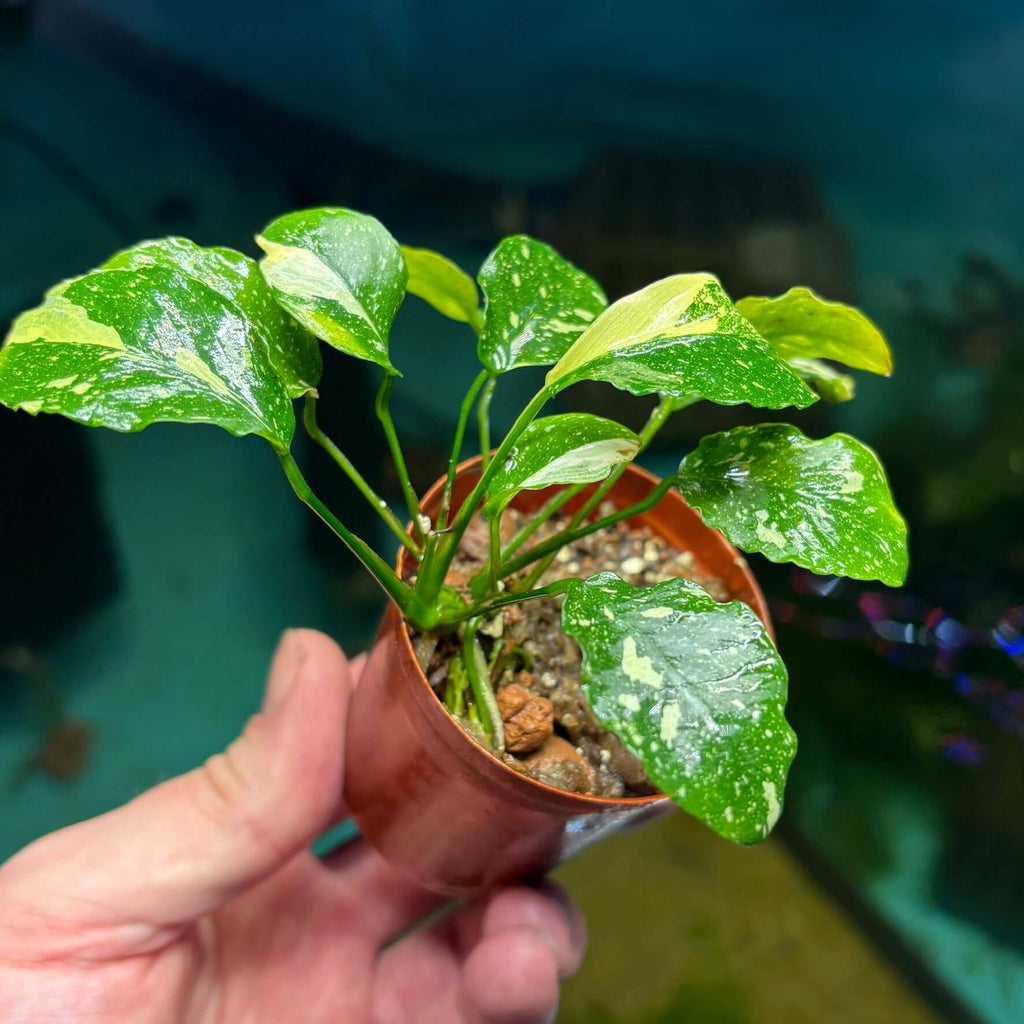 Anubias New Marble (Anubias barteri nana var. 'new marble') plant with variegated leaves in pot.