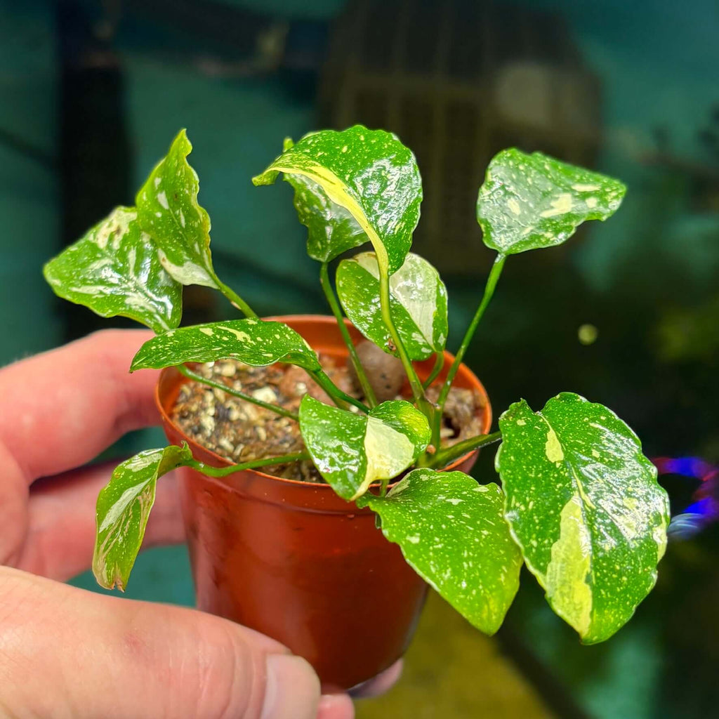 Anubias New Marble (Anubias barteri nana var. 'new marble') in a pot with variegated leaves.
