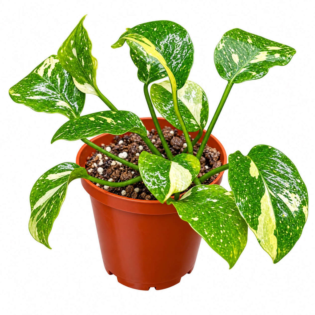 Anubias New Marble (Anubias barteri nana var. 'new marble') in a brown pot with green and white variegated leaves.