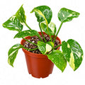 Anubias New Marble (Anubias barteri nana var. 'new marble') in a brown pot with green and white variegated leaves.