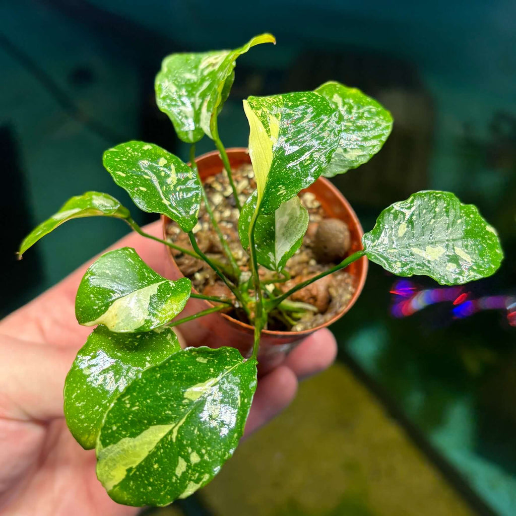 Anubias New Marble (Anubias barteri nana var. 'new marble') in a hand, showcasing its unique variegated leaves.