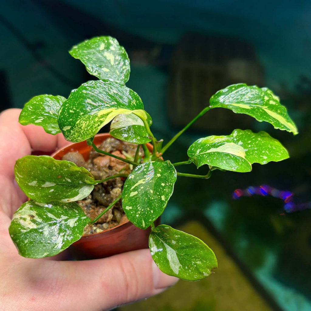 Anubias New Marble (Anubias barteri nana var. 'new marble') plant in hand, showcasing vibrant variegated leaves.