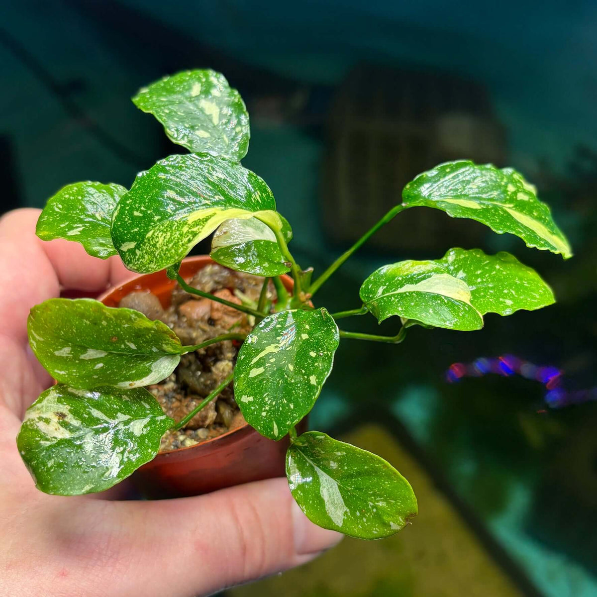 Anubias New Marble (Anubias barteri nana var. 'new marble') plant in hand, showcasing vibrant variegated leaves.