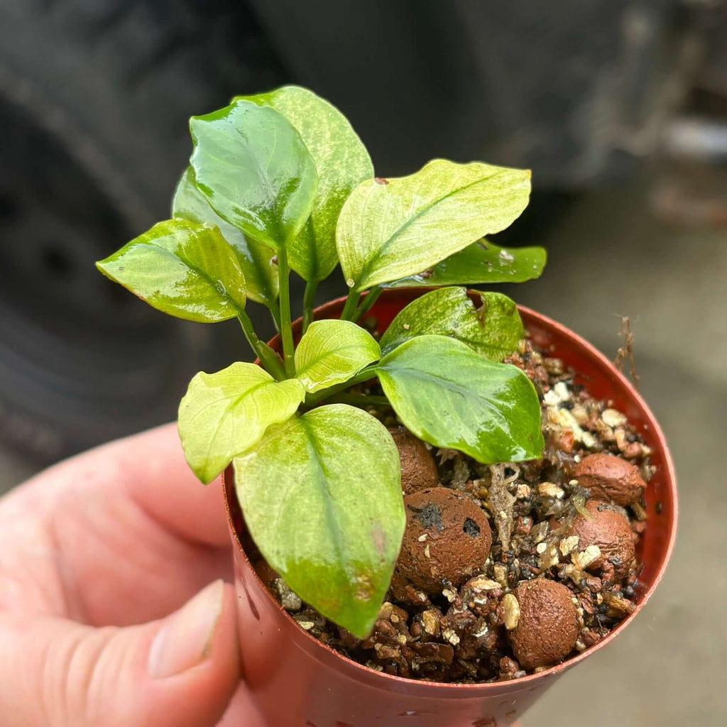 Anubias Panda White (Anubias barteri var. caladiifolia 'Panda White') emersed rhizome cutting in a pot.