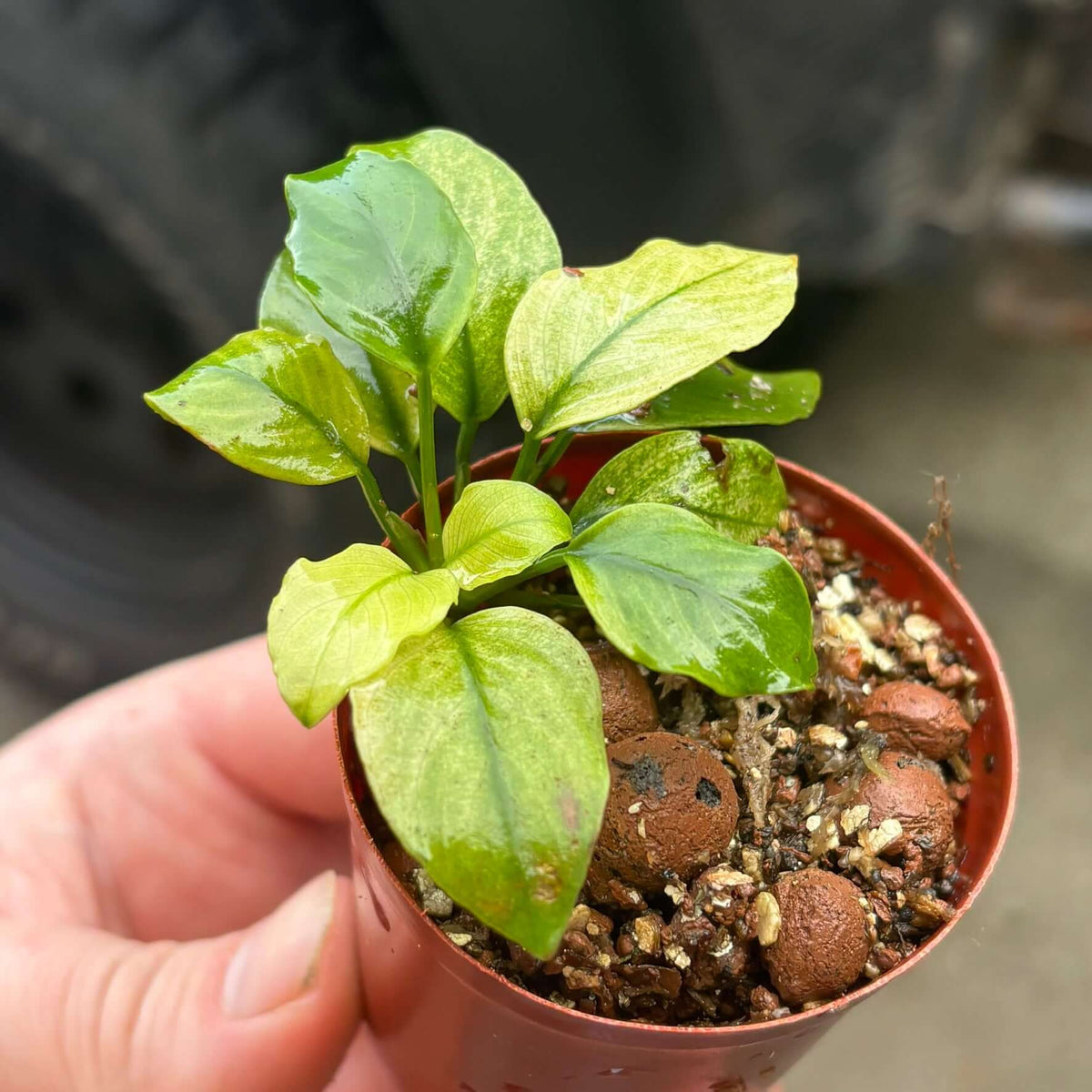 Anubias Panda White (Anubias barteri var. caladiifolia 'Panda White') emersed rhizome cutting in a pot.