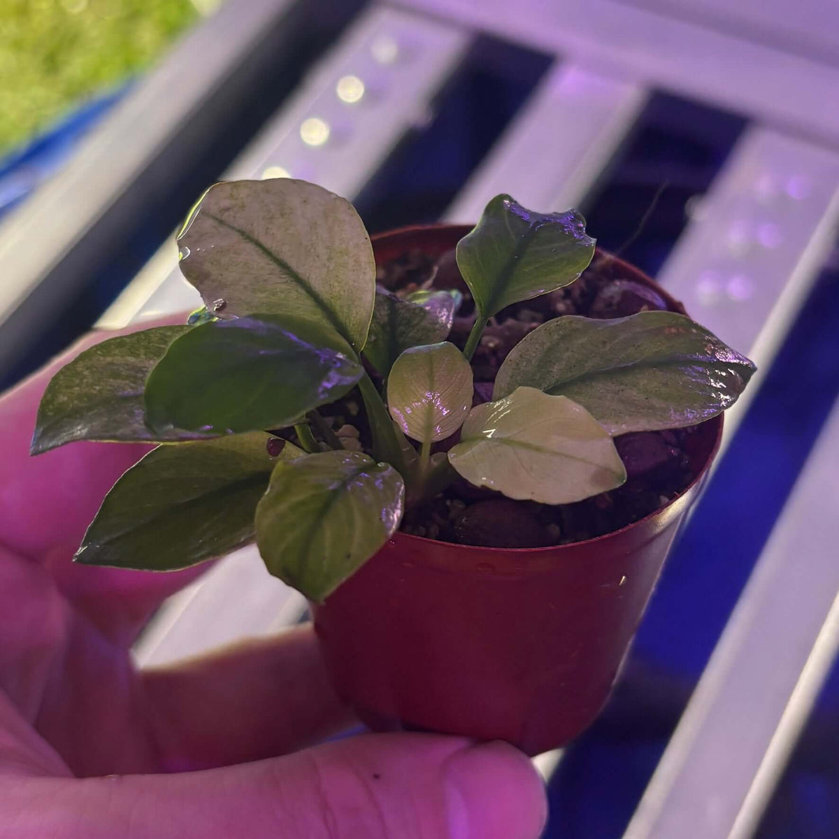 Anubias Panda White (Anubias barteri var. caladiifolia 'Panda White') emersed cutting in a small pot.