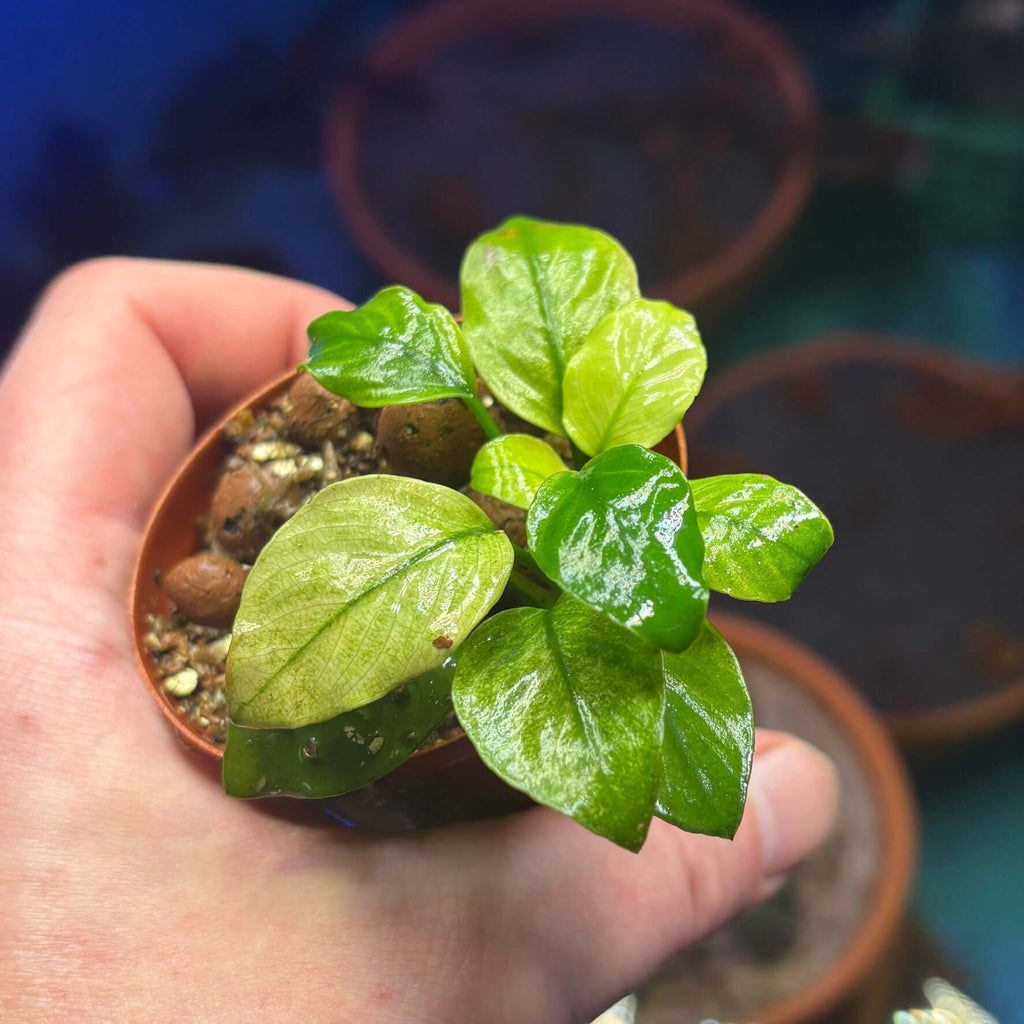 Anubias Panda White (Anubias barteri var. caladiifolia 'Panda White') plant held in hand, showcasing glossy green leaves.