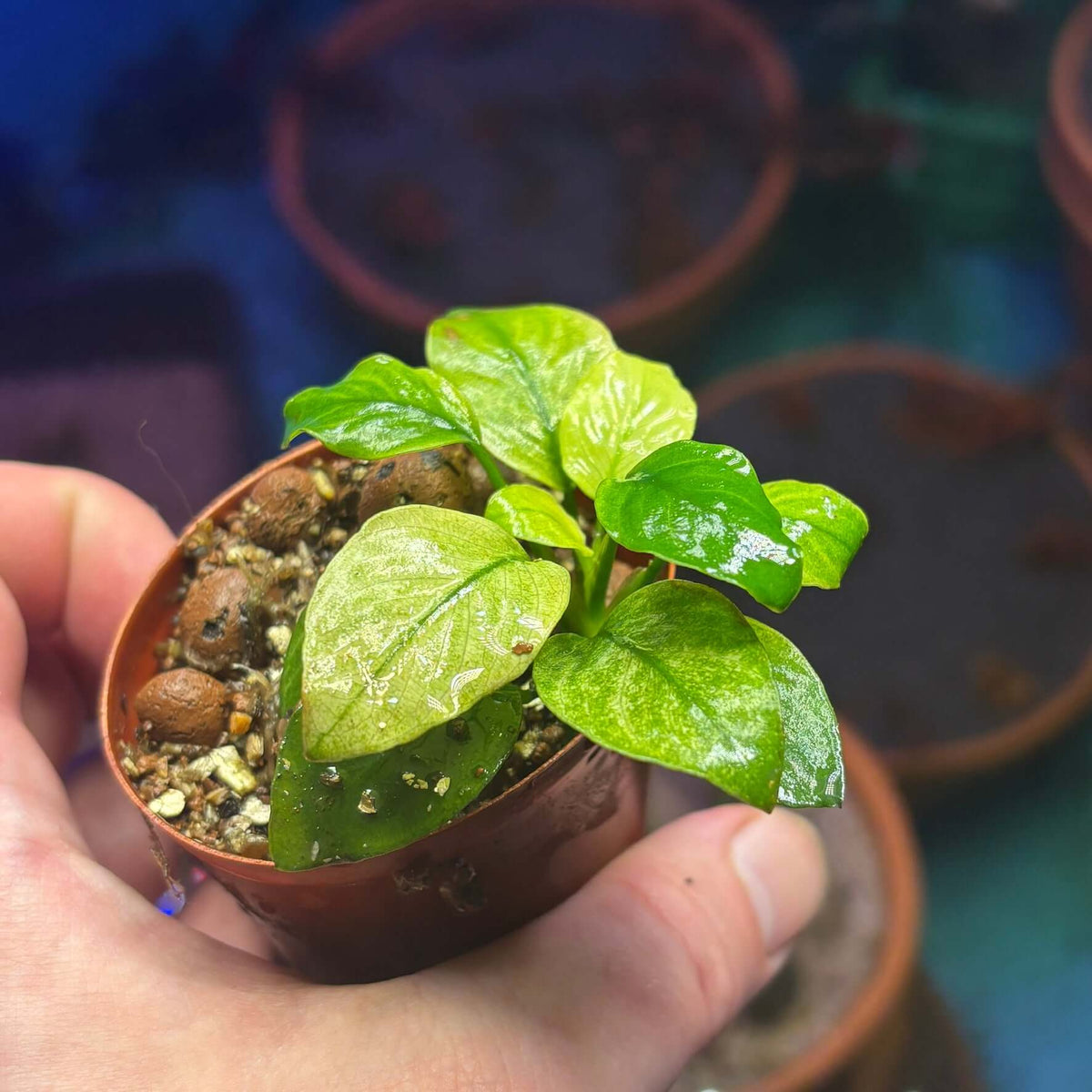 Anubias Panda White (Anubias barteri var. caladiifolia 'Panda White') plant in hand, showcasing vibrant green leaves.