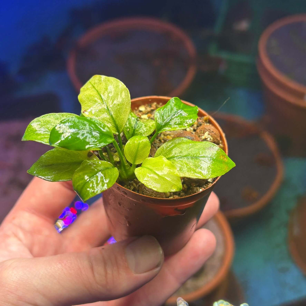 Anubias Panda White (Anubias barteri var. caladiifolia 'Panda White') in a small pot, showcasing glossy green leaves.