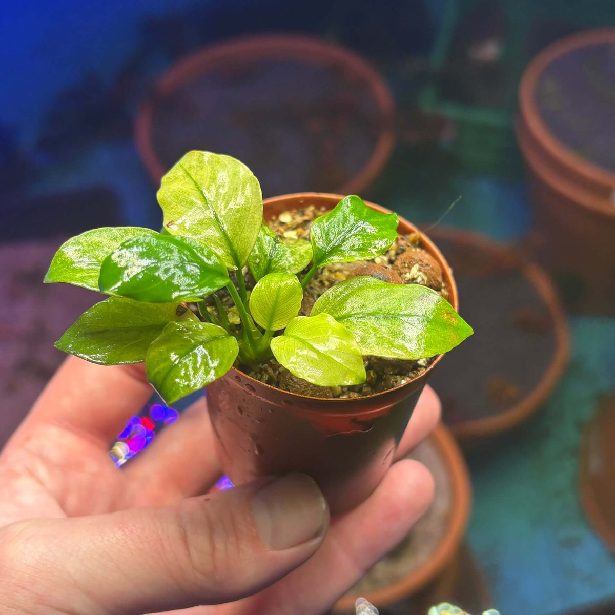 Anubias Panda White (Anubias barteri var. caladiifolia 'Panda White') in a small pot, showcasing glossy green leaves.